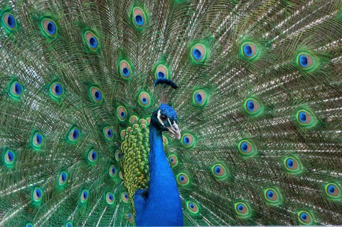 Peacock (P. scalloped ribbonfish) in ornamental plumage, Vechta, Lower Saxony, Germany