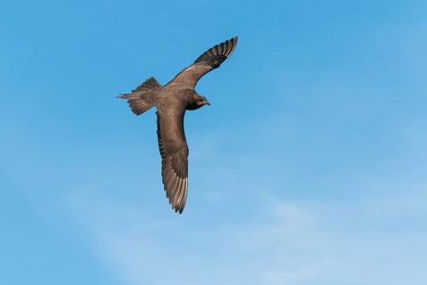 Parasitic skua (Stercorarius parasiticus), Lauvsnes, Nord-Trondelag, Norway
