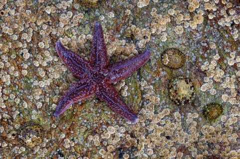 Starfish on a rock, Lauvsnes, Nord-Trøndelag, Norway
