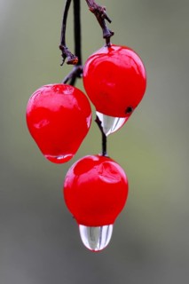 Water droplets on the fruit of the Guelder rose (Viburnum opulus Oldenburger Münsterland, Vechta,