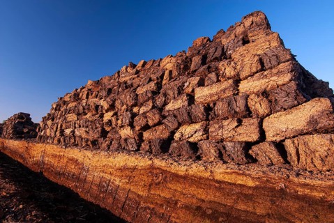Peat in winter moor, Goldenstedt, Lower Saxony, Germany