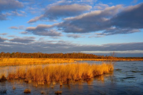 Wide, wintry Goldenstedt moor with pipe grass in the evening light, Goldenstedt, Lower Saxony,