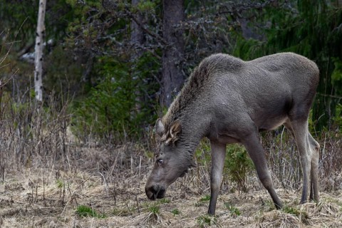 The one-year-old moose calf (Alces alces) usually stays with the mother for a year and is expelled