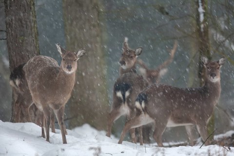 Sika deer herd (Cervus nippon) in the winter forest, subspecies Manchurian sika deer, winter,