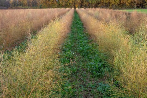 Asparagus (Asparagus officinalis) in autumn colour, Eckental, Middle Franconia, Bavaria, Germany