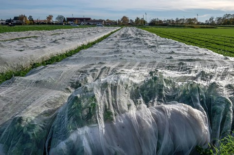 Early vegetables covered with foil in Knoblauchsland, largest contiguous vegetable growing region