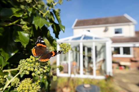 Red admiral butterfly (Vanessa atalanta) adult insect feeding on Ivy flowers in a garden with a