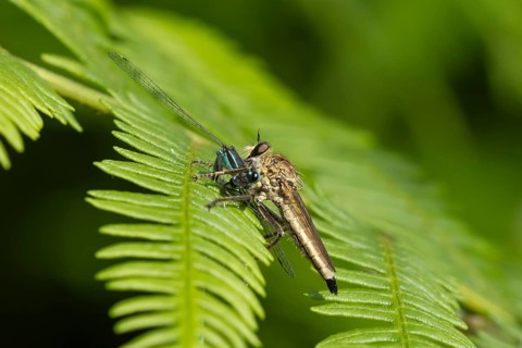 Kite-tailed robberfly (Machimus atricapillus) adult insect eating a damselfly on a fern leaf in