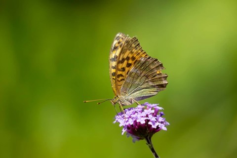 Silver-washed fritillary butterfly (Argynnis paphia) adult insect feeding on a garden Verbena