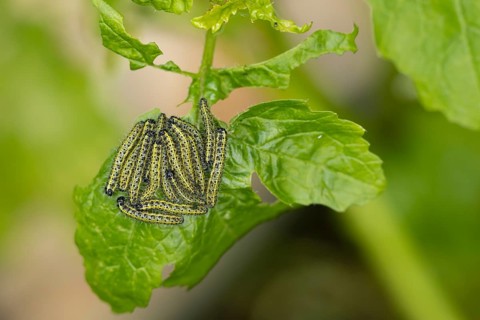 Large or Cabbage white butterfly (Pieris brassicae) juvenile larva caterpillars pest feeding on