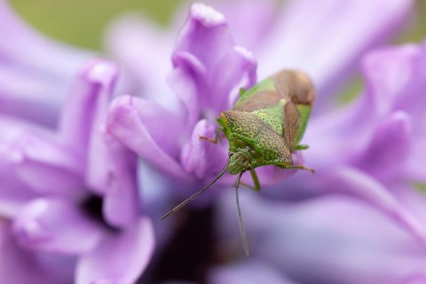 Hawthorn shieldbug (Acanthosoma haemorrhoidale) adult insect on a garden flower in springtime,