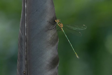 Emerald damselfly (Lestes sponsa) adult insect resting on a bird feather in summer, England, United
