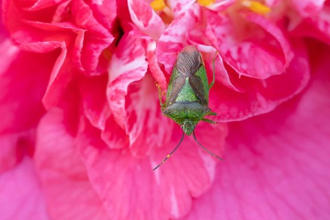 Hawthorn shieldbug (Acanthosoma haemorrhoidale) adult insect on a garden Camellia flower in