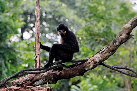 Southern yellow-cheeked gibbon (Nomascus gabriellae), adult, male, sitting, on tree, alert,
