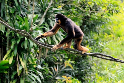 Southern yellow-cheeked gibbon (Nomascus gabriellae), adult, male, climbing, on tree, Southeast