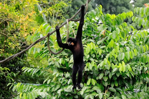 Southern yellow-cheeked gibbon (Nomascus gabriellae), adult, male, climbing, swinging, on tree,