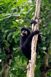 Southern yellow-cheeked gibbon (Nomascus gabriellae), adult, male, sitting, on tree, alert,