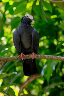 White-headed Pigeon (Patagioenas leucocephala), adult, on wait, on tree, alert, Caribbean, Central