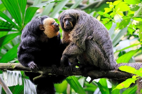 White-headed Saki (Pithecia pithecia), adult, on tree, pair, male, female, social behaviour, South