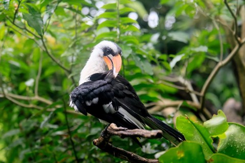 From-the-Ceiling-Hornbill (Tockus deckeni), adult, male, on tree, plumage care, East Africa