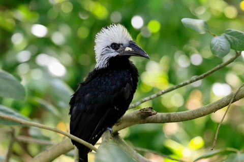 White-crested Hornbill (Horizocerus albocristatus), adult, on tree, vigilant, Africa, captive