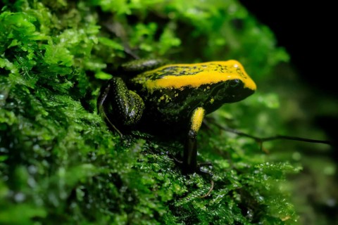 Black-legged poison frog (Phyllobates bicolor), adult, sedentary, moss, alert, Colombia, South