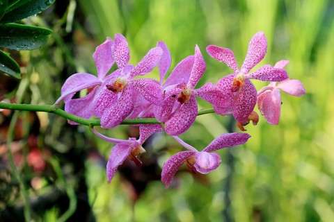 Orchid Aranda Chark Kuan, blossoms, blooming, Singapore, Southeast Asia