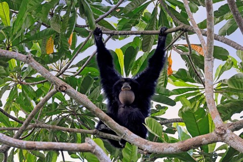 Siamang (Symphalangus syndactylus), adult, on tree, calling, Southeast Asia