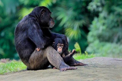 Chimpanzee (Pan troglodytes), adult, female, mother, baby, young animal, social behaviour