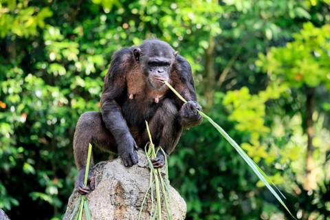 Chimpanzee (Pan troglodytes), adult, on rocks, feeding