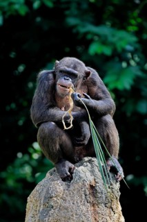 Chimpanzee (Pan troglodytes), adult, on rocks, feeding