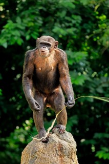 Chimpanzee (Pan troglodytes), adult, on rocks, standing upright