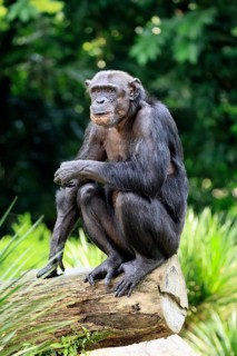 Chimpanzee (Pan troglodytes), adult, sitting on tree trunk, alert