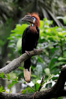 Black-helmeted Hornbill (Ceratogymna atrata), Club-tailed Hornbill, adult, female, perch, South