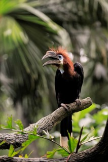 Black-helmeted Hornbill (Ceratogymna atrata), Club-tailed Hornbill, adult, female, perch, calling,