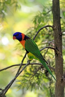 Red-naped Lorikeet (Trichoglossus rubritorquis), Darwin All-coloured Lorikeet, adult, on tree,