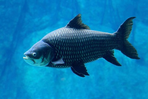 Giant barb (Catlocarpio siamensis), Siamese giant carp, adult, swimming, Southeast Asia