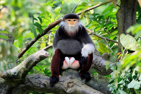 Red-shanked monkey (Pygathrix nemaeus), adult, male, in tree, sitting, relaxed, Southeast Asia
