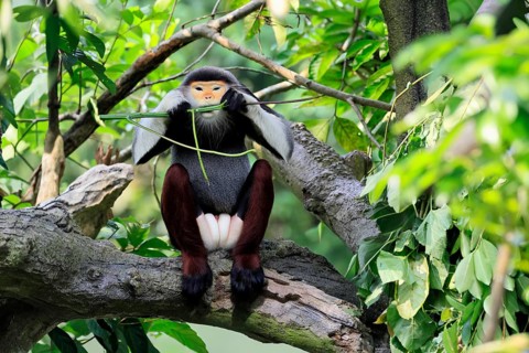 Red-shanked monkey (Pygathrix nemaeus), adult, male, feeding, in a tree, Southeast Asia