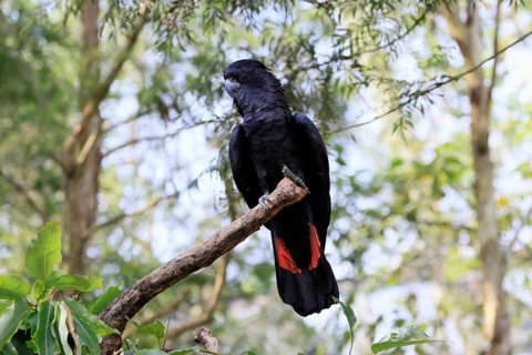 Red-tailed Cockatoo (Calyptorhynchus banksii), Banks' Cockatoo, adult, male, perch, alert,