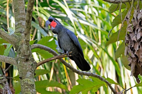 Palm Cockatoo (Probosciger aterrimus), Arabian Cockatoo, adult, on tree, perch, calling, Australia