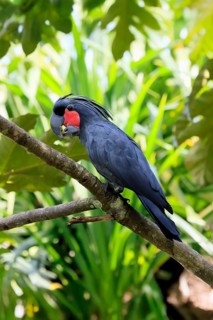 Palm Cockatoo (Probosciger aterrimus), Arabian Cockatoo, adult, on tree, perch, calling, Australia