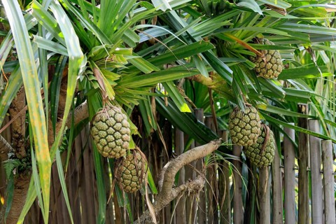 Pandanus tectorius, genus screw trees, unripe fruit dressing, fruits, useful plant, Singapore,