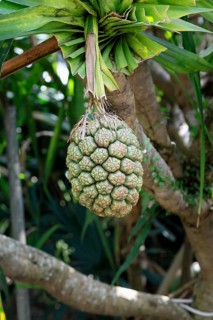 Pandanus tectorius, genus screw trees, unripe fruit dressing, fruits, useful plant, Singapore,