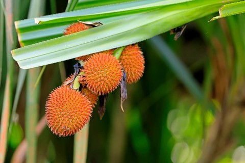 Pandanus affines, genus screw trees, fruits, useful plant, shrub, Singapore, Southeast Asia