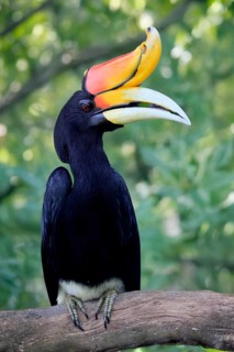 Rhinoceros bird (Buceros rhinoceros), adult, male, on tree, on wait, Southeast Asia
