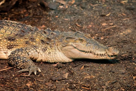 Philippine crocodile (Crocodylus mindorensis), adult, portrait, on land, Philippines, Southeast