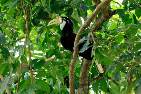Papuan Hornbill (Rhyticeros plicatus), adult, female, on tree, alert, Southeast Asia