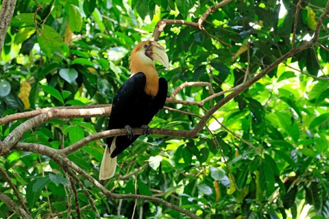 Papuan Hornbill (Rhyticeros plicatus), adult, male, on tree, alert, Southeast Asia