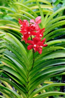 Orchid Aranda Dinah Shore, blossoms, blooming, Singapore, Southeast Asia